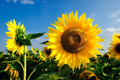 Close-up of yellow sunflower against sky