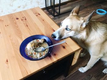 High angle view of dog on table