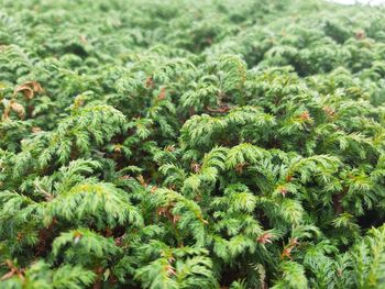 Full frame shot of plants growing on field