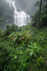 Scenic view of waterfall in forest