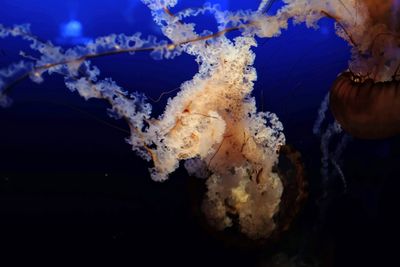 Close-up of jellyfish swimming in sea