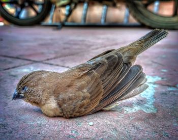 Close-up of bird