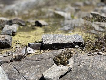 High angle view of rocks on field