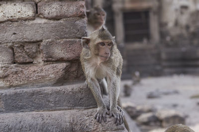 Young monkey on wall at historic building