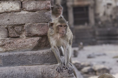 Monkey on retaining wall