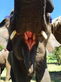 Close-up of elephant with mouth open standing at forest