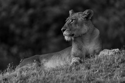 Close-up of lioness on field