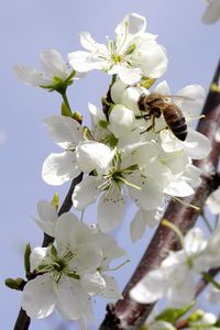 Close-up of bee on white flower tree