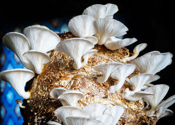 Close-up of white mushrooms