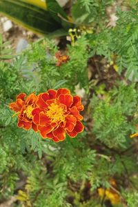 Close-up of marigold blooming outdoors