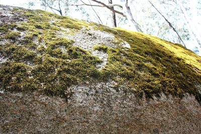 Low angle view of moss on tree mountain