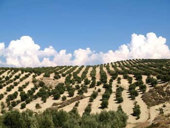 Panoramic shot of landscape against blue sky