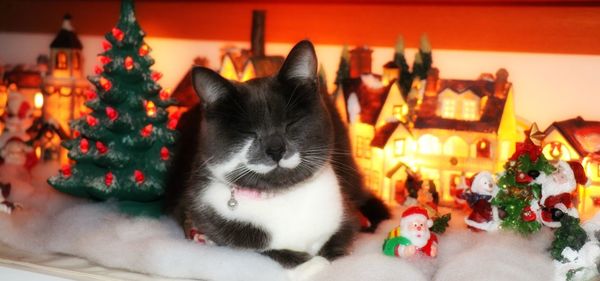 Close-up of cat on illuminated christmas lights at home