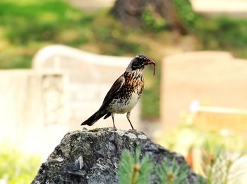 Close-up of bird perching on rock