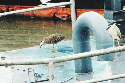 Close-up of birds in water