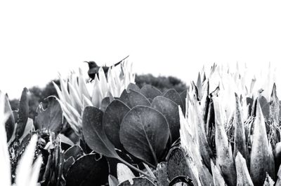 Close-up of plants against sky