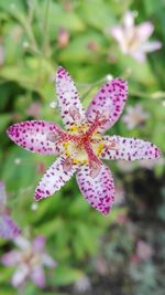 Close-up of butterfly on pink flower