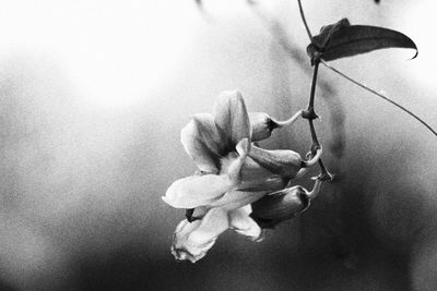 Close-up of wilted rose against wall