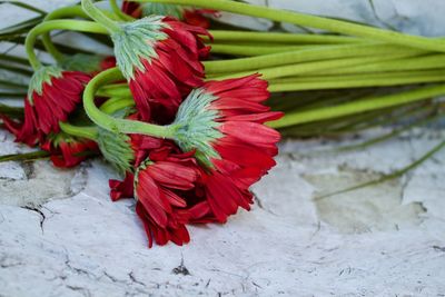 Close-up of red flowering plant