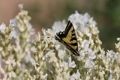 Close-up of butterfly pollinating on flower