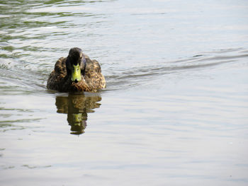 High angle view of a duck swimming in lake