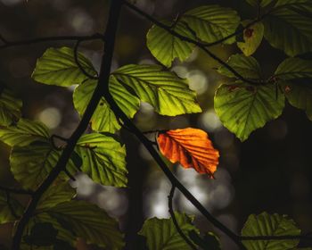 Low angle view of orange leaves on plant