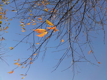Low angle view of tree branch against sky