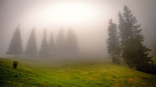 Trees on field against sky during foggy weather