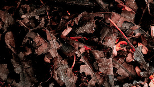 Full frame shot of firewood
