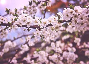 Close-up of white flowers blooming on tree