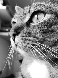 Close-up of cat looking away