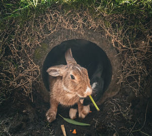 High angle view of rabbit on field