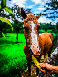 Close-up of a horse on a field