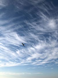 Low angle view of bird flying in sky