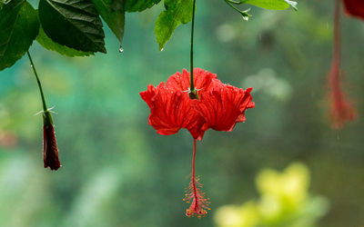 Close-up of red hibiscus blooming outdoors