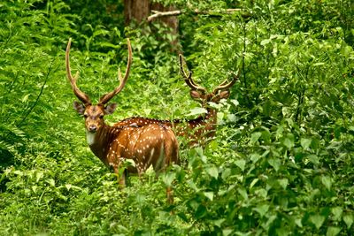 Deer in india forest