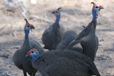 Birds in etosha national park, namibia