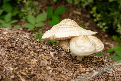 Close-up of mushroom growing on field