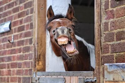 Portrait of horse in stable