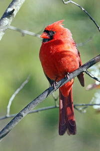 Close-up of cardinal perching on branch