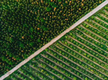 High angle view of corn growing on field