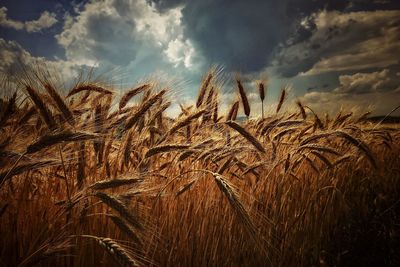 Close-up of wheat field against sky