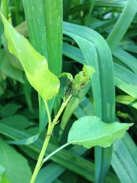 Close-up of plant