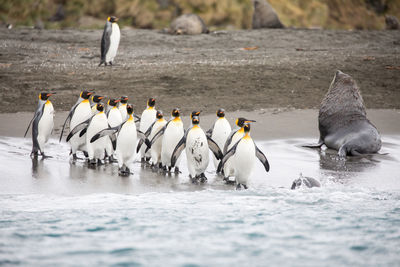 Penguins on shore at beach