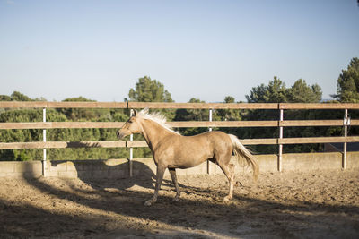 Horse standing in field against sky