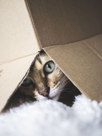 Portrait of a cat