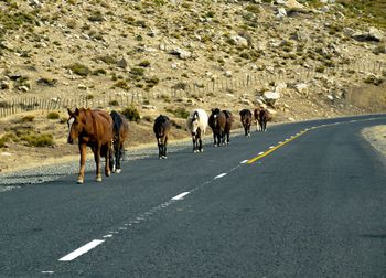 View of horses on road in city