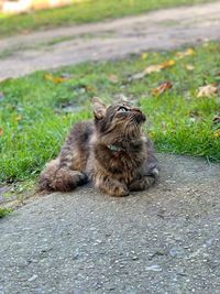 Cat sitting in a field