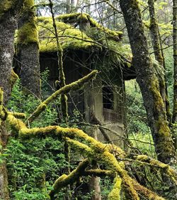 Low angle view of trees in forest