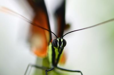 Detail shot of insect against blurred background